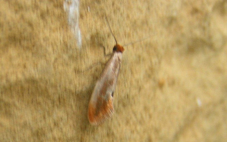Papillons - Harpella forficella