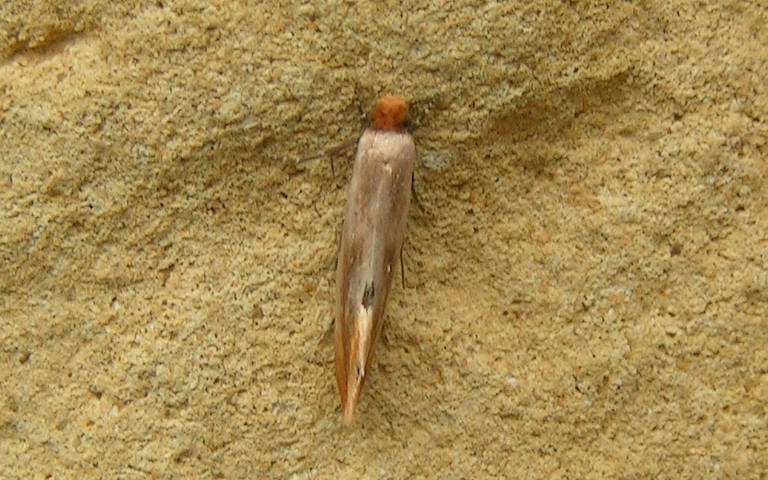Papillons - Teigne ferrugineuse - Tinea semifulvella