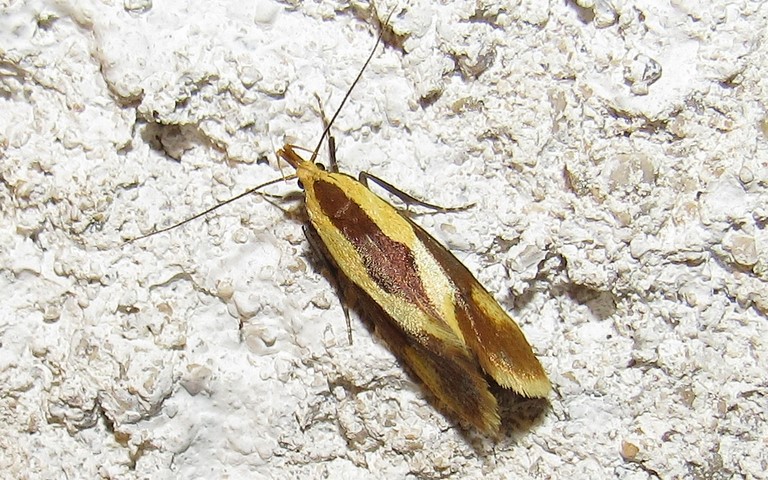 Papillons - Teigne ferrugineuse - Tinea semifulvella