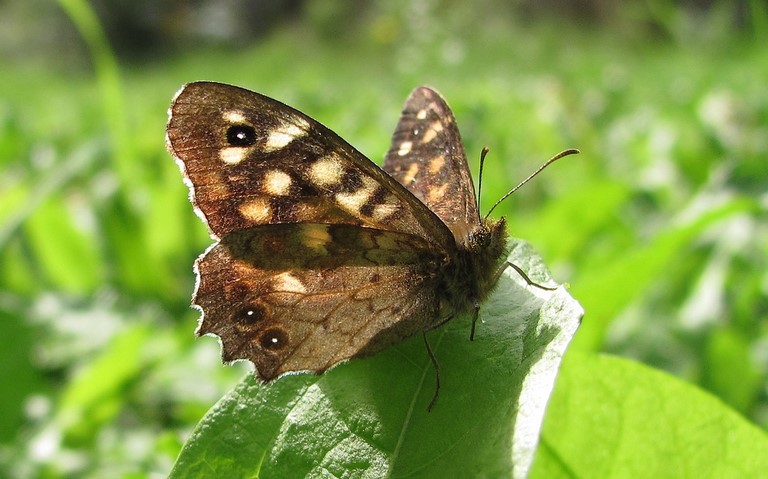Papillons - Le tircis -  Pararge aegeria - Mâle