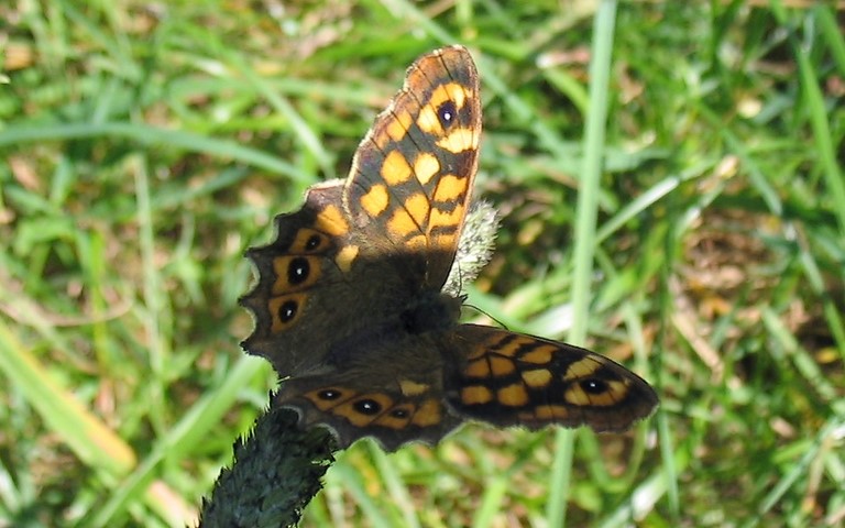 Papillons - Le tircis -  Pararge aegeria - Femelle