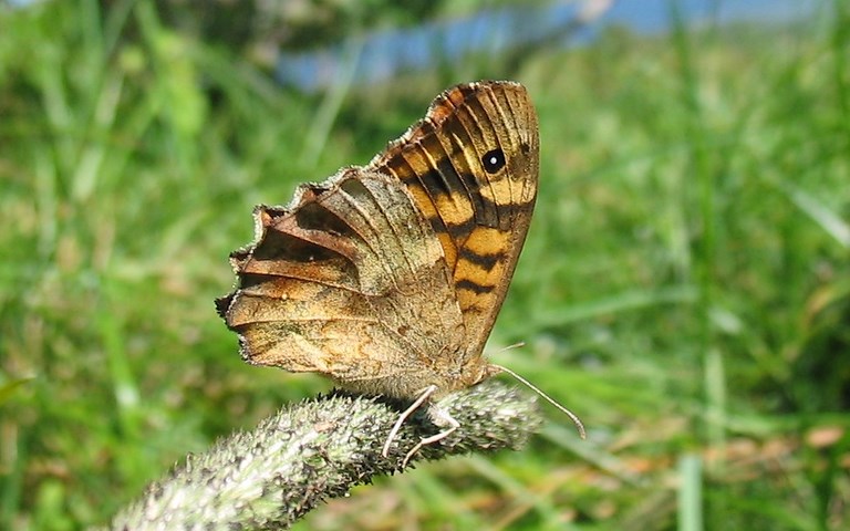 Papillons - Tircis -  Pararge Aegeria