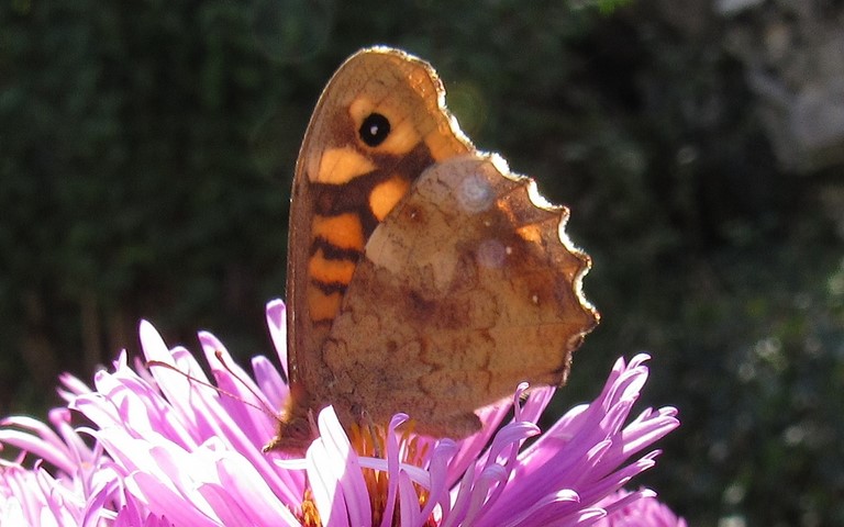 Papillons - Le tircis -  Pararge aegeria - Femelle