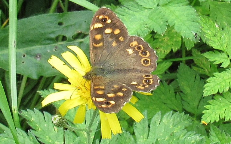 Papillons - Le tircis -  Pararge aegeria - Mâle