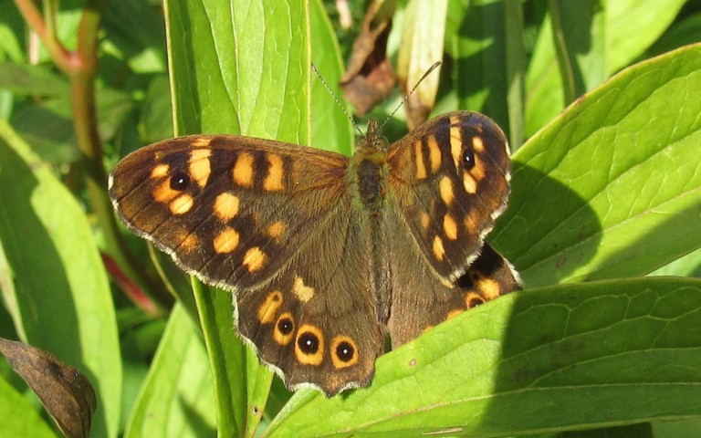 Papillons - Le tircis -  Pararge aegeria - mâle