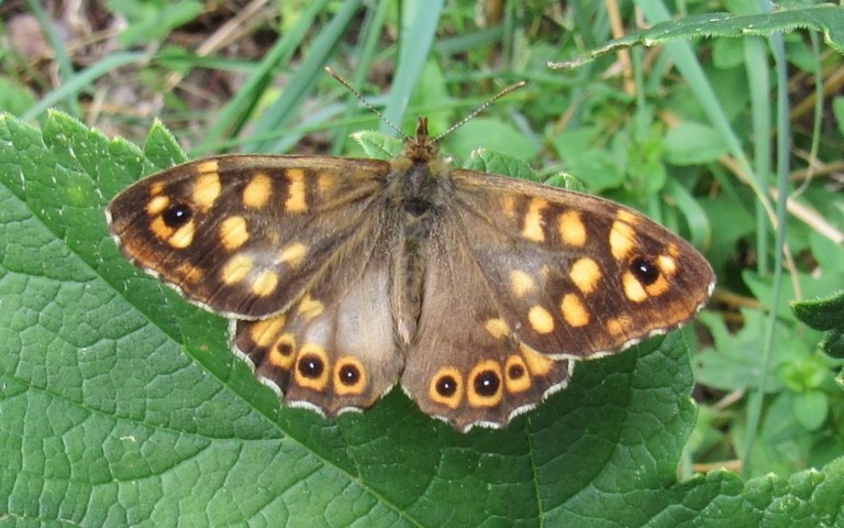 Papillons - Le tircis -  Pararge aegeria - mâle