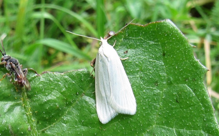 Papillons - La tordeuse argentée - Eana argentana