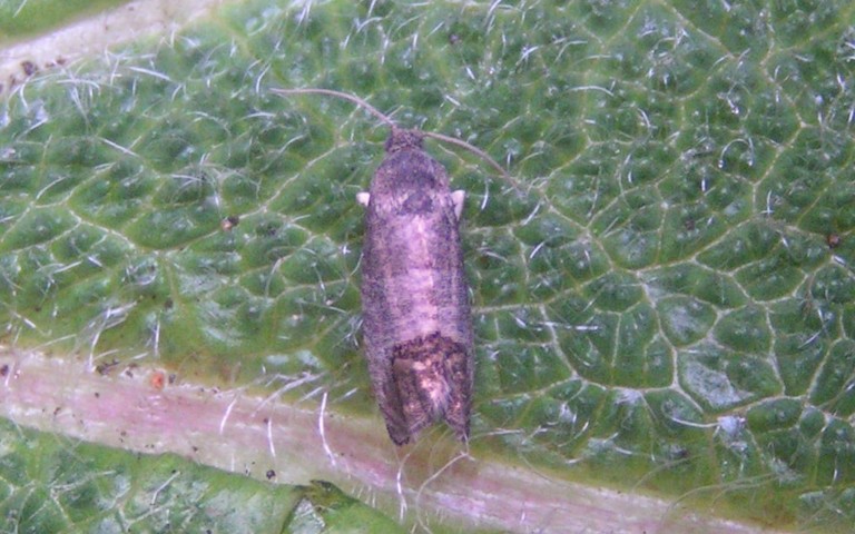 Papillons - Le carpocapse des pommes et des poires – Cydia pomonella