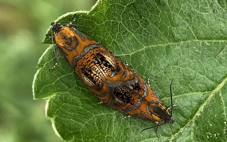 Papillons - La tordeuse de l'oeillet - Olethreutes Arcuella 