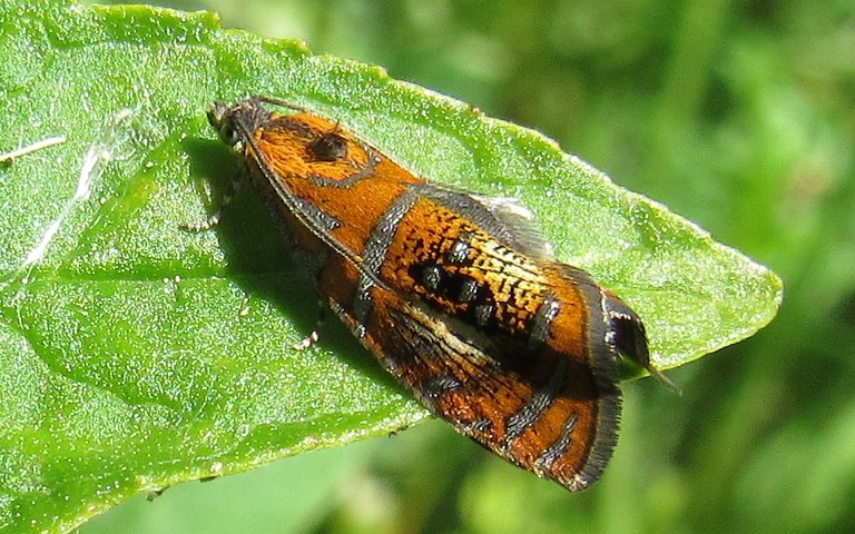 Papillons - La tordeuse de l'oeillet - Olethreutes arcuella 