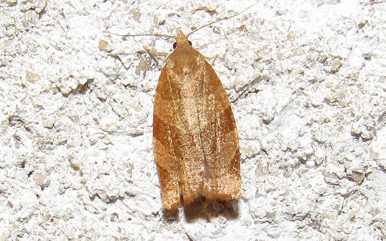 Papillons -Pandemis cinnamomeana