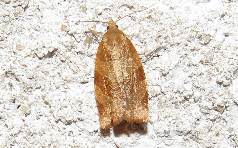 Papillons -Pandemis cinnamomeana