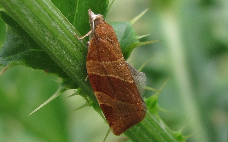 Papillons -Pandemis cinnamomeana