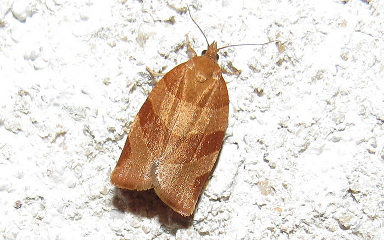 Papillons -Pandemis cinnamomeana