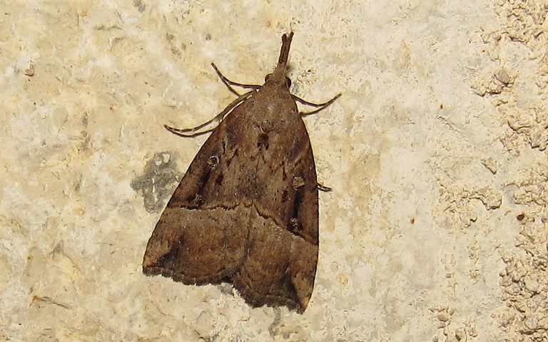 Papillons - Le toupet - Hypena rostralis