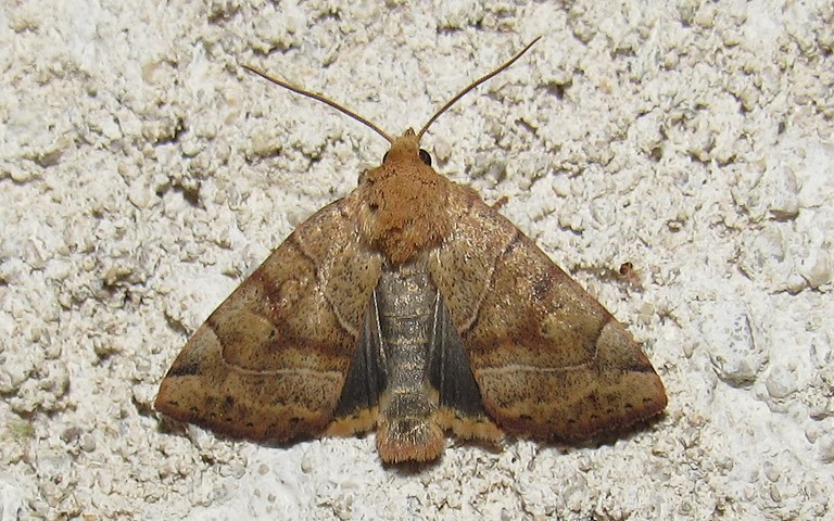 Papillons - Le trapèze - Cosmia trapezina