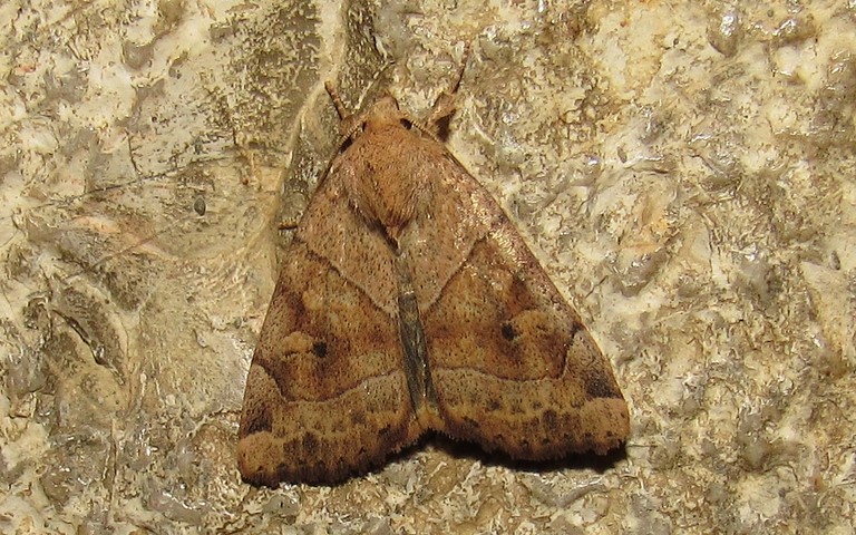 Papillons - Le trapèze - Cosmia trapezina