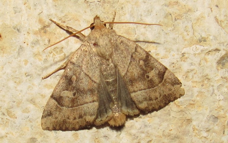 Papillons - Le trapèze - Cosmia trapezina