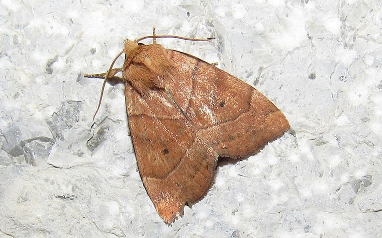 Papillons - Le trapèze - Cosmia trapezina