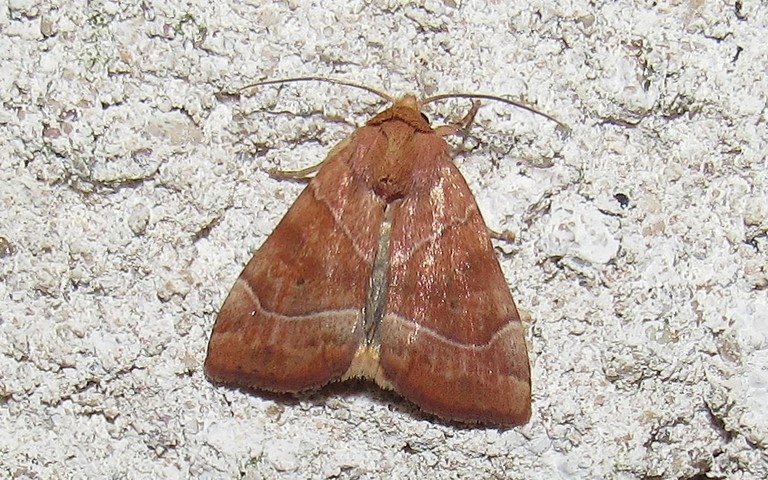 Papillons - Le trapèze - Cosmia trapezina