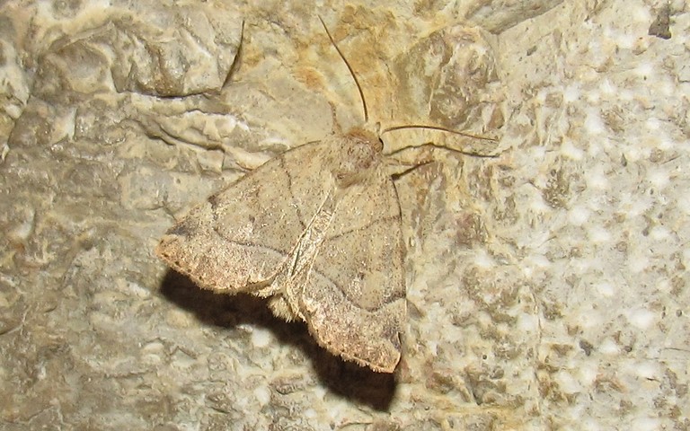 Papillons - Le trapèze - Cosmia trapezina