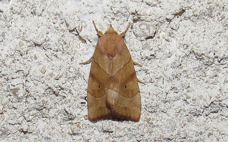 Papillons - Le trapèze - Cosmia trapezina