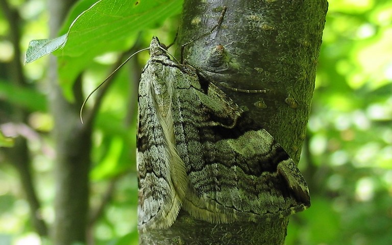 Papillons - Triple raie montagnarde - Aplocera praeformata
