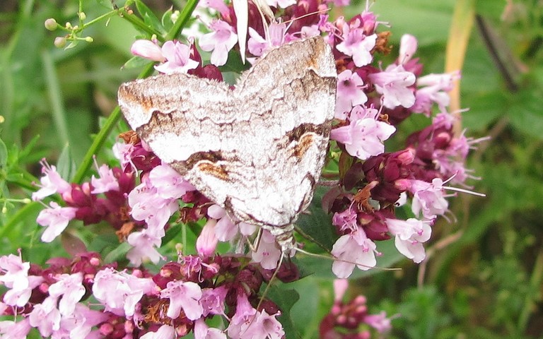 Papillons - Triple raie montagnarde - Aplocera Praeformata