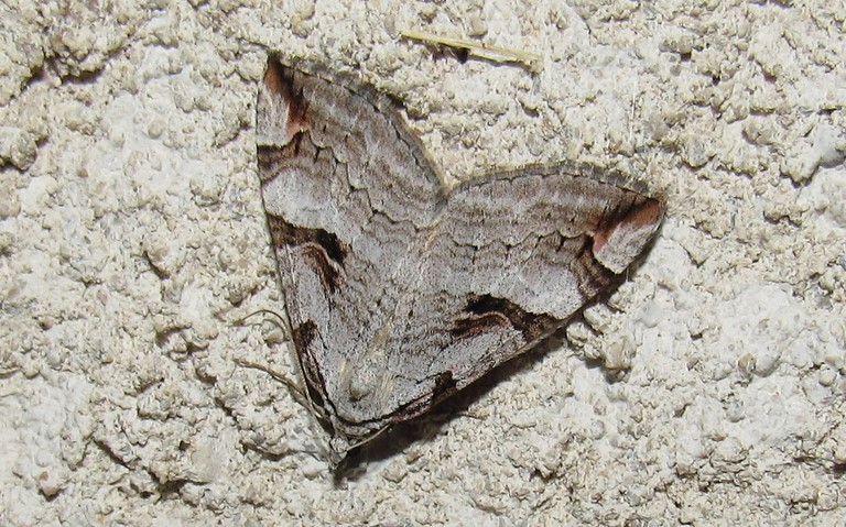 Papillons - Triple raie montagnarde - Aplocera praeformata