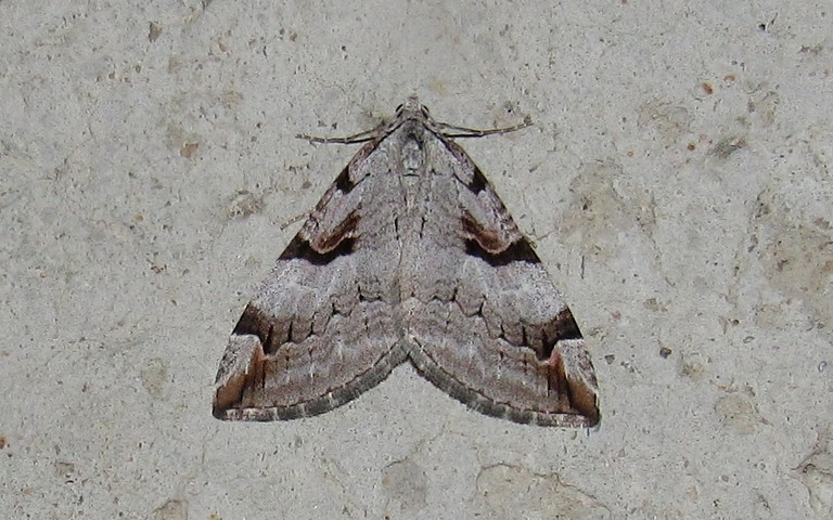 Papillons - Triple raie montagnarde - Aplocera praeformata