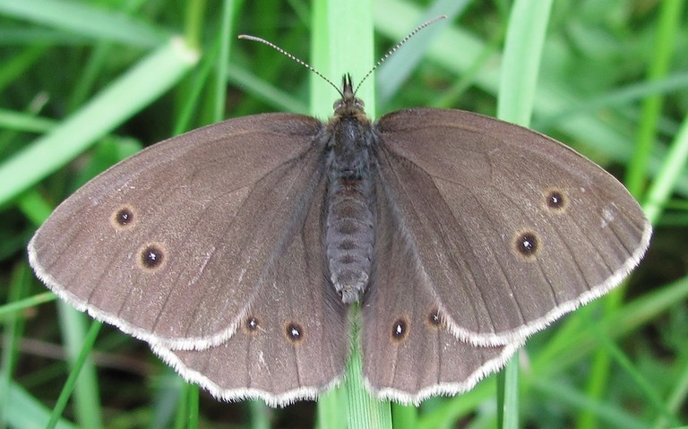 Papillons - Tristan - Aphantopus hyperantus - Femelle