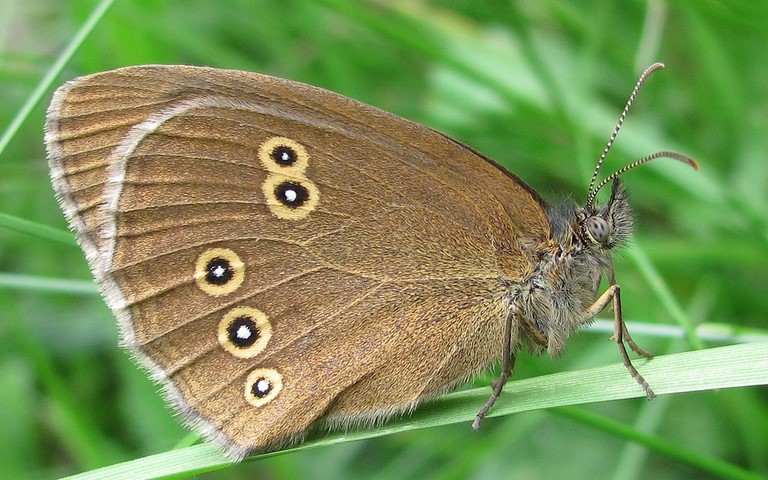 Papillons - Tristan - Aphantopus hyperantus