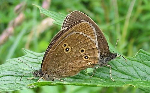 Papillons - Tristan - Aphantopus Hyperantus