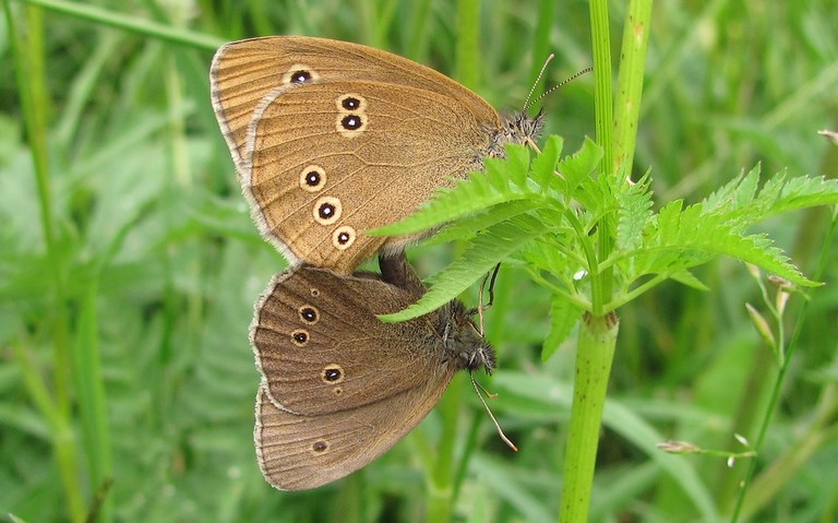 Papillons - Tristan - Aphantopus hyperantus