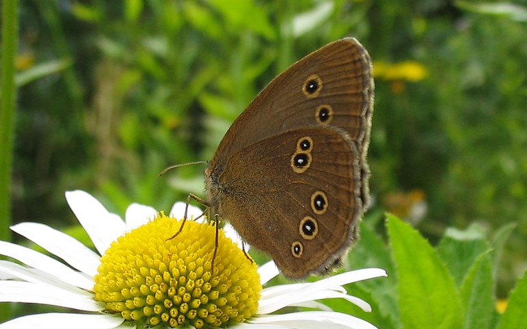 Papillons - Tristan - Aphantopus hyperantus