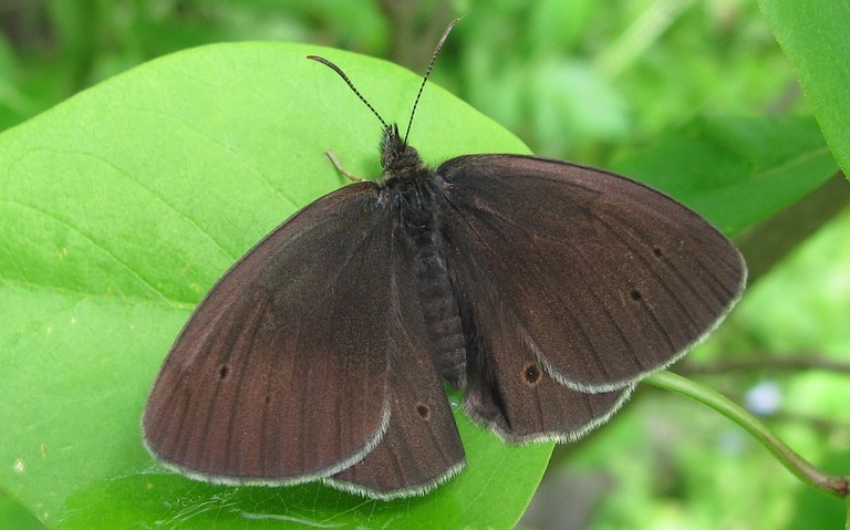 Papillons - Tristan - Aphantopus Hyperantus - Mâle