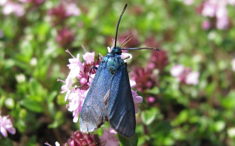 Papillons - Zygenides - La turquoise - Femelle