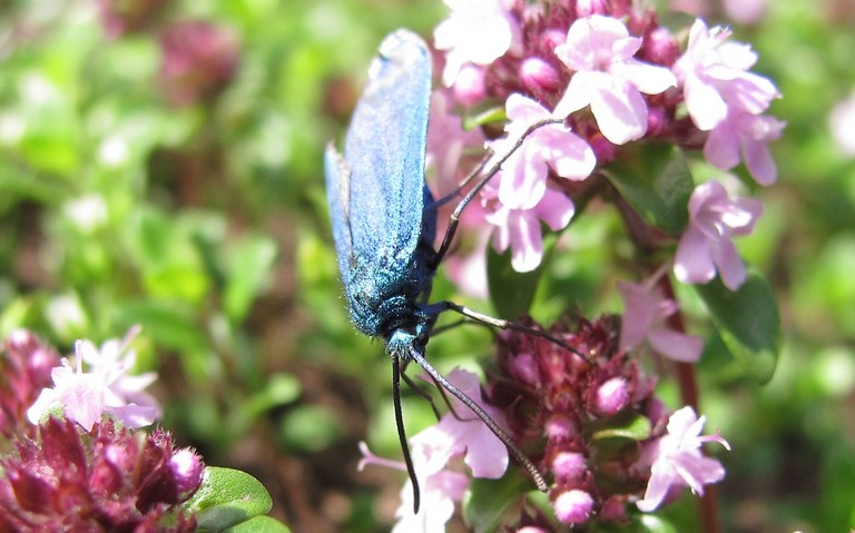 Papillons - Zygenides - La turquoise - Femelle