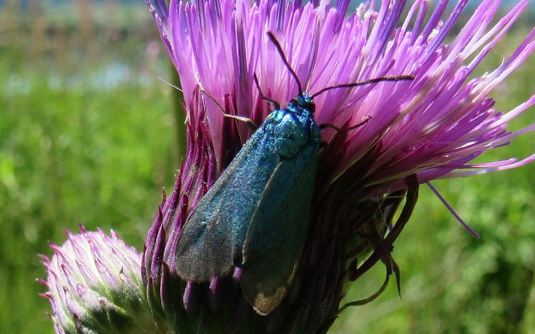 Papillons - Zygenides - La turquoise - Femelle