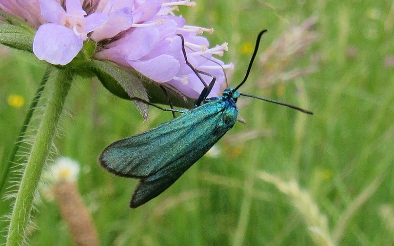 Papillons - Zygenides - La turquoise - Femelle