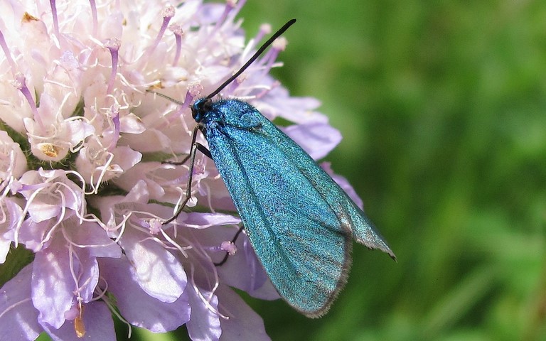 Papillons - Zygenides - La turquoise - Femelle