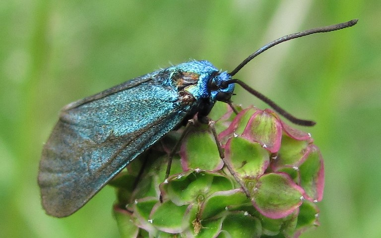 Papillons - Zygenides - La turquoise - Femelle