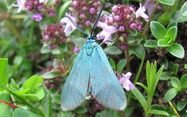 Papillons - Zygenides - La turquoise - Male