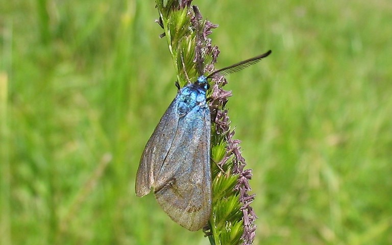 Papillons - Zygenides - La turquoise - Mâle