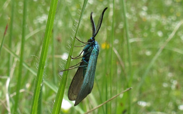 Papillons - Zygenides - La turquoise - Mâle