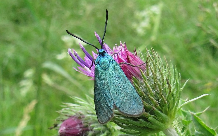 Papillons - Zygenides - La turquoise - Femelle