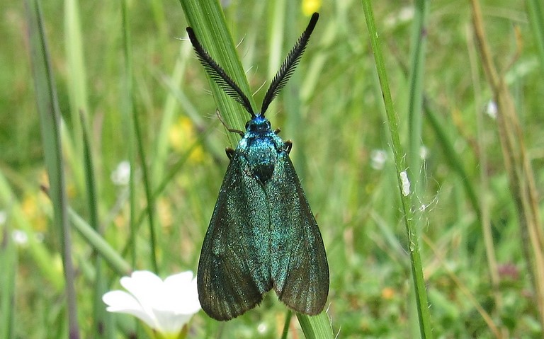 Papillons - Zygenides - La turquoise - Mâle