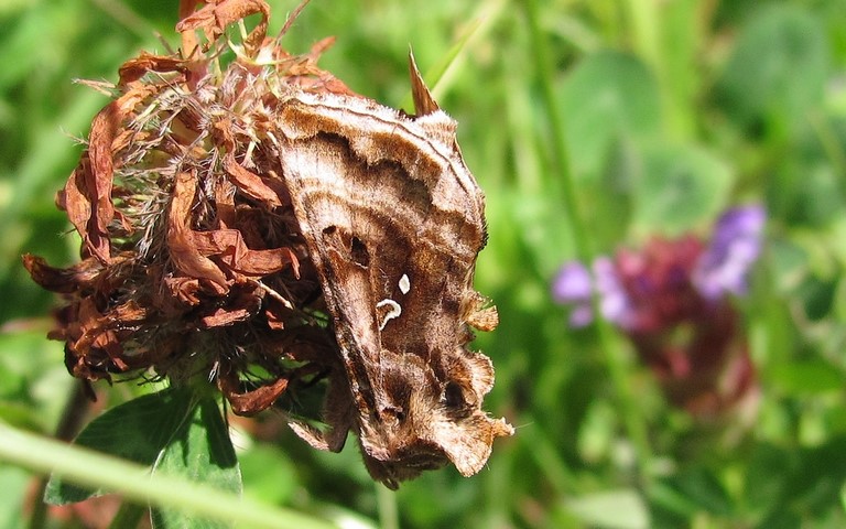 Papillons - V-d'or - Autographa pulchrina