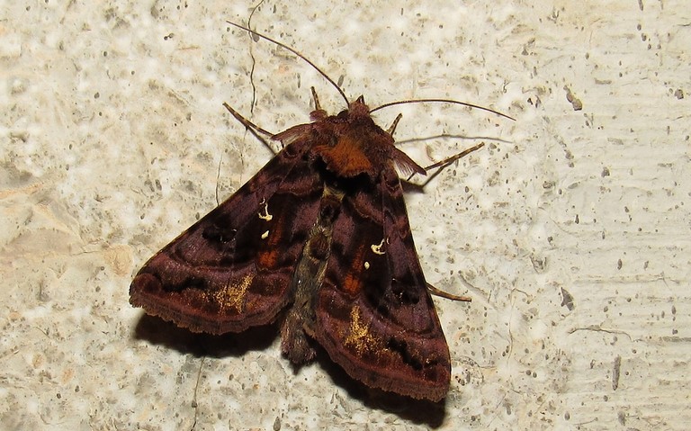 Papillons - Le v-d'or - Autographa pulchrina