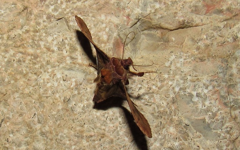 Papillons - V-d'or - Autographa pulchrina